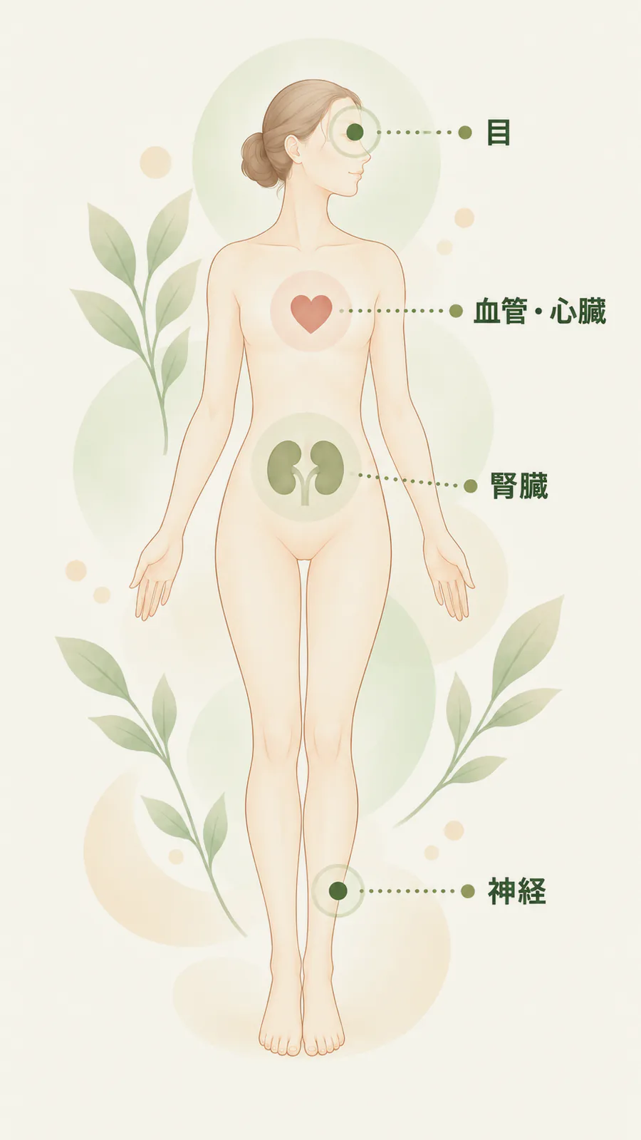 糖尿病で確認する部位（目・血管／心臓・腎臓・神経）を示した図